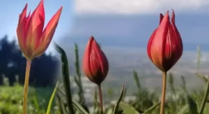 Anemonlar-Bodrum Laleleri-Bodrumlife