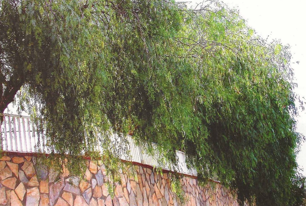 Bodrum'da Karabiberler