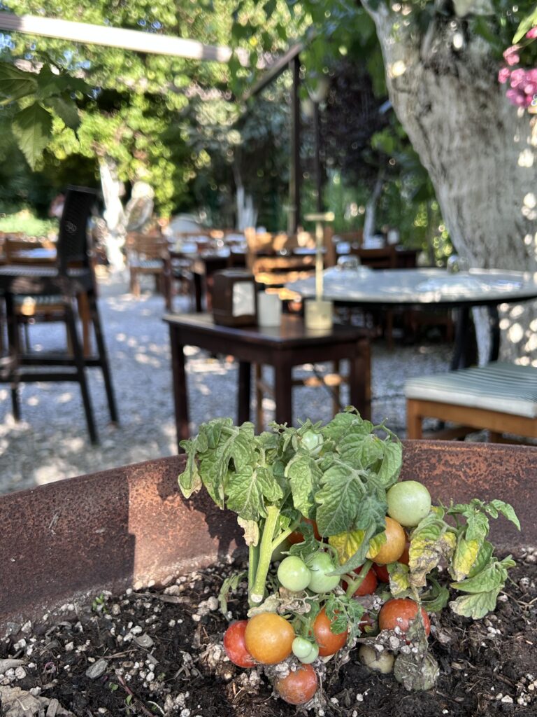 Bağarası Restoran’ın bahçesinde yetişen domatesler