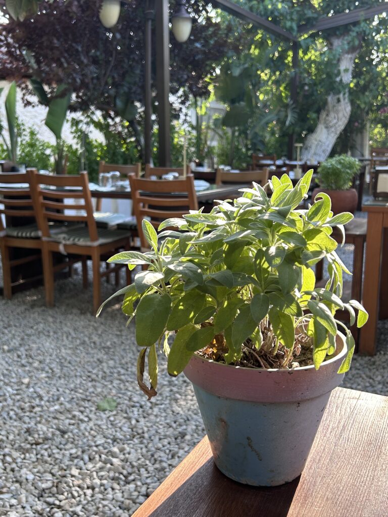 Bağarası Restoran bahçesindeki saksıda taze fesleğen