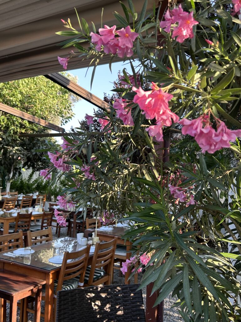 Pembe çiçekler ve yeşillikler arasındaki Bağarası Restoran masaları